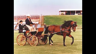 THE MORGAN HORSE - AMERICA'S FIRST BREED