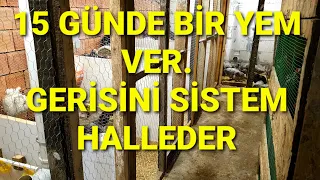 TAVUK BAKMAYI KOLAYLAŞTIRAN SİSTEMLER. ARTIK YUMURTA TOPLAMA ZAMANI #tavuk #kümes #süstavukları #diy