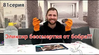 Охота на бобра 2022. Приготовление струи бобра.