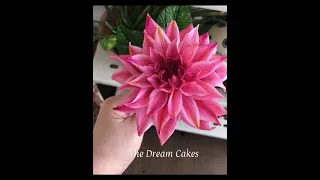 Sugar Dahlia