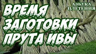 🌿 ВРЕМЯ ЗАГОТОВКИ ПРУТА ИВЫ 🍁/ ЛОЗА ➤ АЗБУКА ПЛЕТЕНИЯ ➤ ПЛЕТЕНИЯ из ЛОЗЫ / WICKERWORK