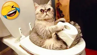 Funny Cats Videos | Part 236  🤣 | Funny Cats 2023 #funny #funnycats #cat