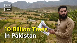 Pakistan Plants 10B Trees to Fight Climate Change