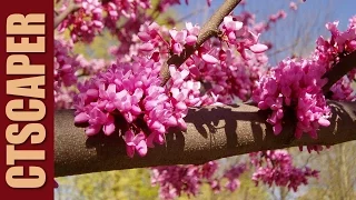 REDBUD (Cercis canadensis) 'Forest Pansy'