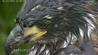 Close up of eaglet Vic.  June 2, 2024
