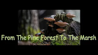 Two Days In Nature - Red Pine Forest & The Marsh