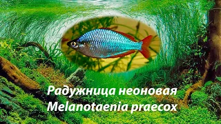 Радужница неоновая / Melanotaenia praecox #неоноваярадужница # Melanotaenia praecox #Melanotaenia