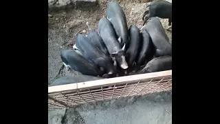 2 Months old Piglets /Native Pigs Farming