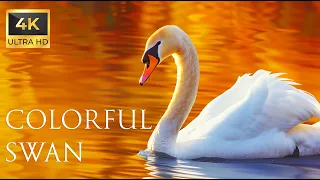 4K Colorful Swan - Beautiful Birds Sound in the Forest | Bird Melodies