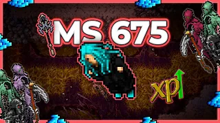 MS 675 Hunt Solo Brain Grounds 18.8kk/h (375%) - Tibia Hunt [12.91] #tibia #tibiahunt #hunts