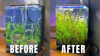 Marineland 5 Gallon Portrait Aquarium 3 Month Update