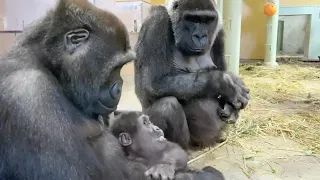 Gorilla⭐️Genki watches with very anxiety as her eldest son touches her baby.【Momotaro  family】