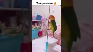 Танцы на шесте от попугая 😎 огонь