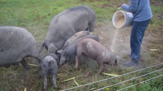 Feeding our large black heritage hogs