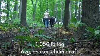 Ox logging, ground skidding draft force.wmv