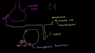 Role of the sarcoplasmic reticulum in muscle cells | NCLEX-RN | Khan Academy