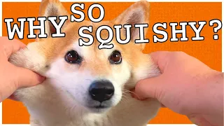 Why SHIBA INU cheeks are SO SQUISHY