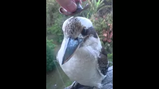 Kookaburra wears cool hat