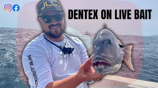 Fishing For DENTEX ON LIVE BAIT