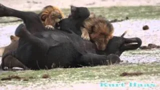 LIONS Kill a Elephant. Львы убивают Слоненка