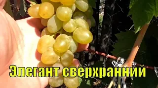 Виноград для начинающих. Элегант сверхранний.