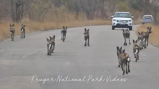 Biggest Wild Dog road block on Kruger National Park Wildlife Safari