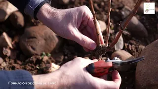 Poda del viñedo. Formación de cepas de 1 año