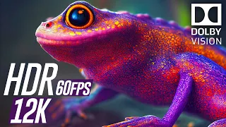 12K HDR 60fps Dolby Vision | Vivid Colors