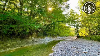 Gentle sounds of the river with the singing of forest birds. Relaxing nature sounds for sleeping.