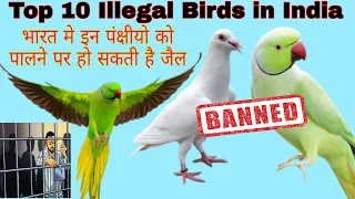 Birds Banned in india. भारत मे इनको पालन या बेचना कानूनी अपराध है हो सकती है जेल।