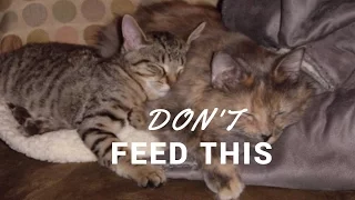 Don't  Feed  This To Your Cat