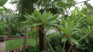 Palms In My Garden 4K UHD