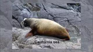 sea lion voices