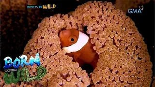 Born to be Wild: Goodbye, Nemo?