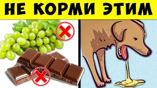 Эти продукты могут "Убить" вашу Собаку! Пища, которую Категорически Нельзя давать Питомцам...
