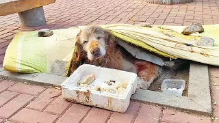 Golden Retriever Abandoned by Owner, Cold-hearted Bystanders, Where Will the Elderly Dog Go?