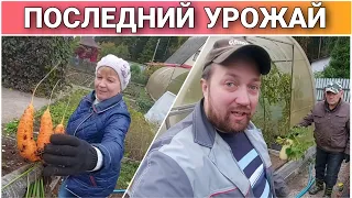 ВЛОГ!Собираем последний урожай в этом году/Подготовка участка к зимнему периоду/Про жизнь Голдобиных