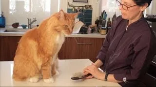 Maine Coon Cat Grooming with The Pet Maven