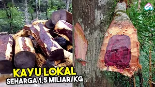 KAYU INDONESIA PALING DIINCAR! Inilah 10 Jenis Kayu Termahal di Dunia dengan Kualitas Terbaik