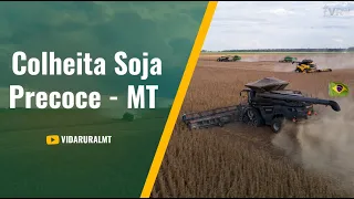 PRODUTOR INICIA DE COLHEITA DE SOJA COM BAIXA PRODUTIVIDADE