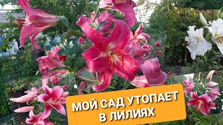 МОЙ САД УТОПАЕТ В ЛИЛИЯХ. ЦВЕТЕНИЕ САМЫХ МОРОЗОСТОЙКИХ И КРУПНОЦВЕТКОВЫХ СОРТОВ ЛИЛИИ.