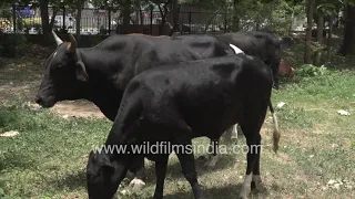 Cows and bulls meet up casually in city park, check each other out, cow rebuffs bull, munches grass