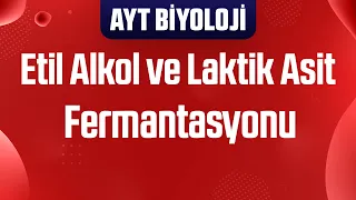 43) Etil Alkol ve Laktik Asit Fermantasyonu