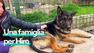 Hiro, il Pastore Tedesco abbandonato perché "anaffettivo" che ora cerca una nuova famiglia