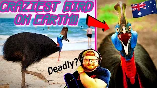 American Reacts to Man VS Cassowary - Australia