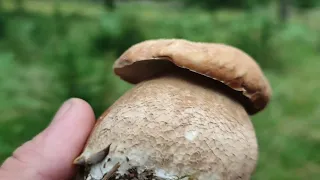 Грибник втік від дощу під смереки але і там знайшов гриби! 🍄 🍄 🍄 (11.07.2023)