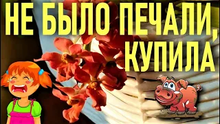 НЕ БЫЛО ПЕЧАЛИ, КУПИЛА БАБА ОРХИДЕЮ!. НЕ МАЛА БАБА КЛОПОТУ... ИЛИ КАКИЕ ОРХИДЕИ НЕ НАДО ПОКУПАТЬ!😭😭😭