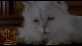 Stuart Little 2 funny scene in Hindi - 2