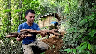 Starchy tubers provide energy to live long days in the forest, bushcraft shelter, primitive survival