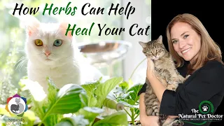 Safe Herbs for Cats (Tips for Cat Herb Garden)